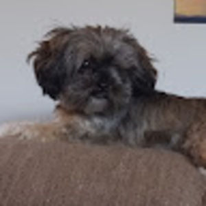 Meet your Posher, Trisha